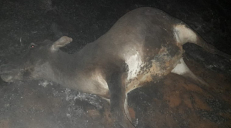 Animal morto após ser queimado por incêndio que ocorreu em Trabiju