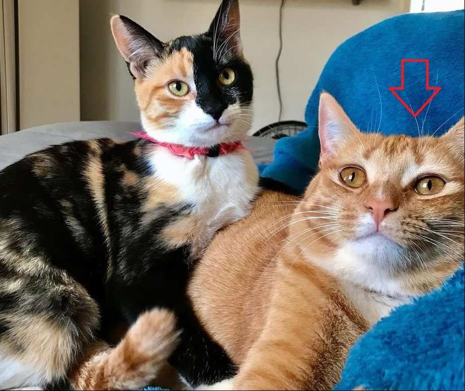 Rita era a gatinha amarela, ao lado da tricolor, tinha 2 anos