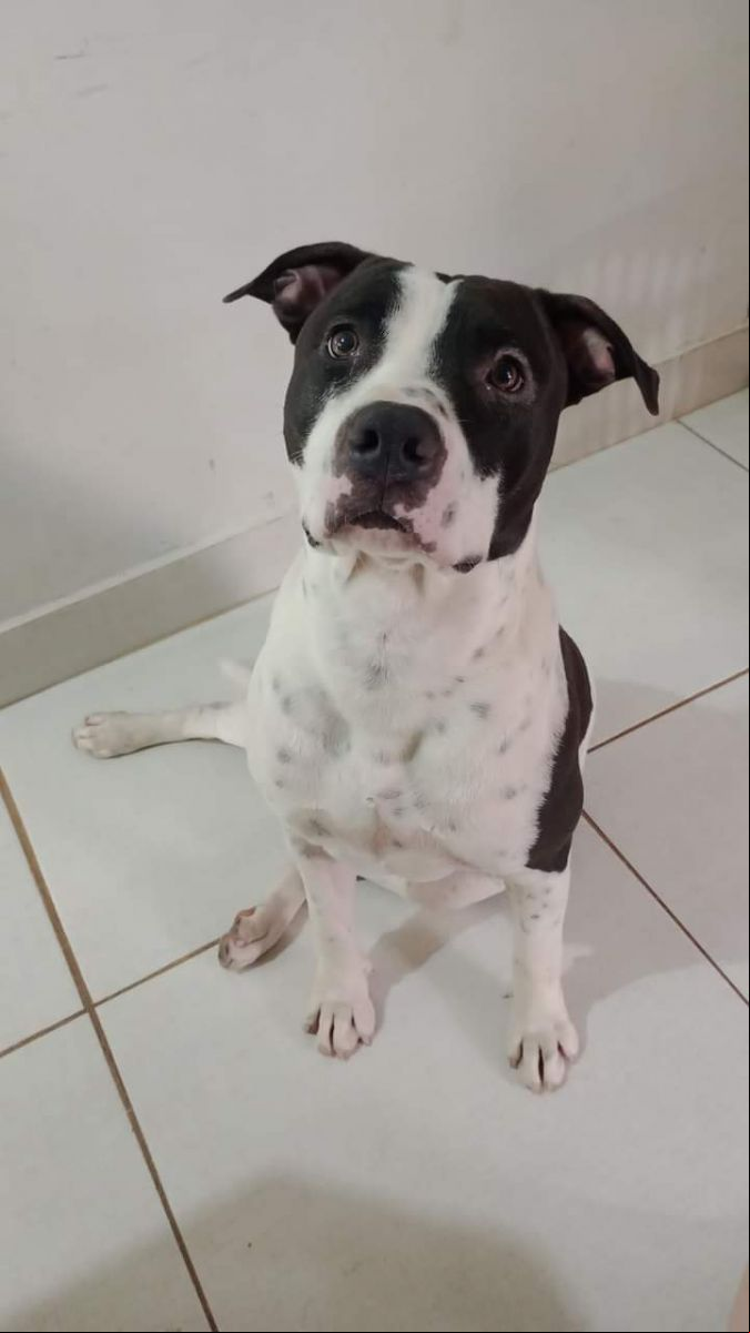  O pitbull se chama Thor. 