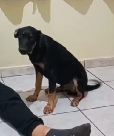 O outro cão se chama Black